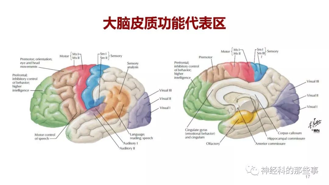 大腦結構圖及功能圖,大腦結構圖  第1張